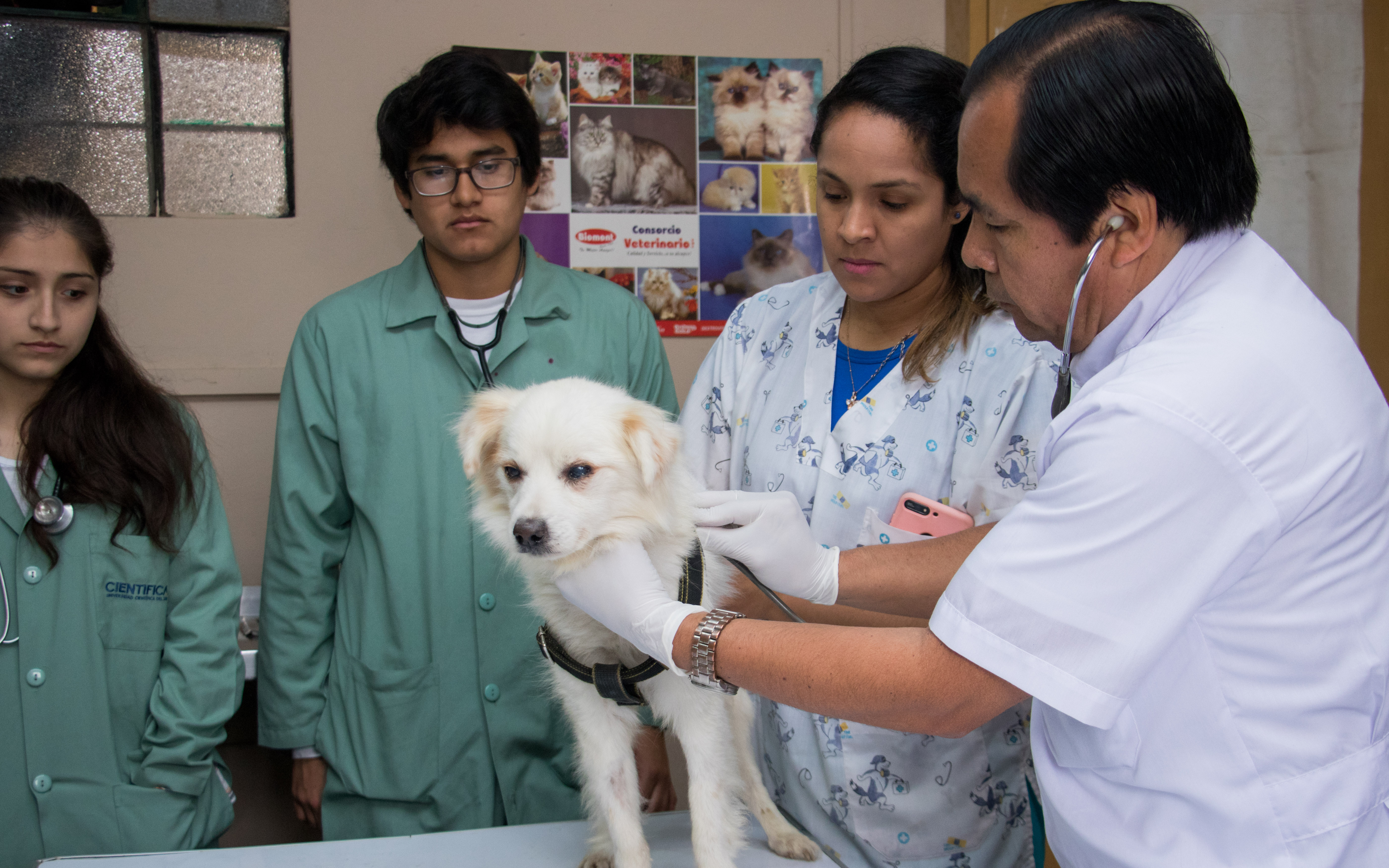 TARPUY: Carrera de Medicina Veterinaria realizará campaña de esterilizaciones a costo social.   