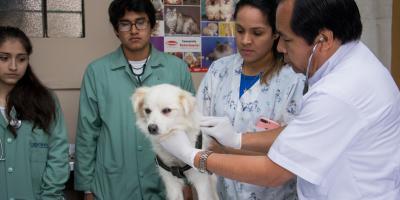 TARPUY: Carrera de Medicina Veterinaria realizará campaña de esterilizaciones a costo social.   